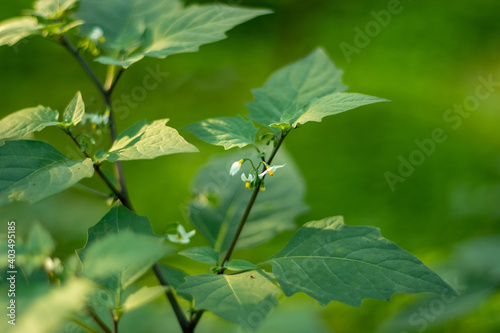 Glossy nightshade or Solanum americanum flower and tree