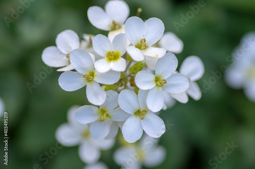 Arabis caucasica white flowering plant, group of springtime flowers in bloom