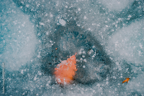 frozen foliage under the water