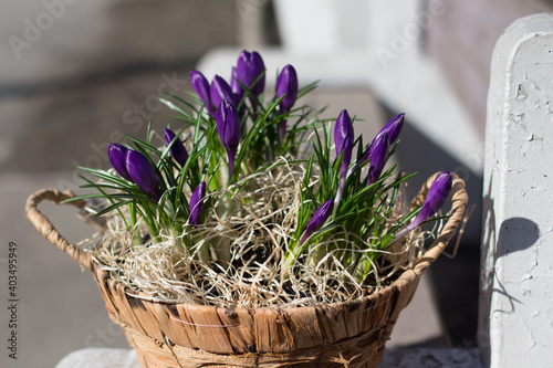 Spring flowers in a basket