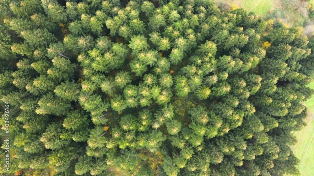 Aerial view of moody green pine forest with canopies of spruce trees in autumn mountains. Aerial view of moody green pine forest with canopies of spruce trees in autumn mountains.