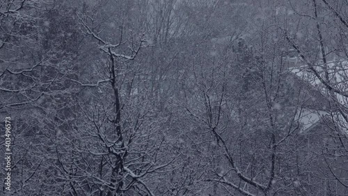 Snowstorm, view through the trees. 