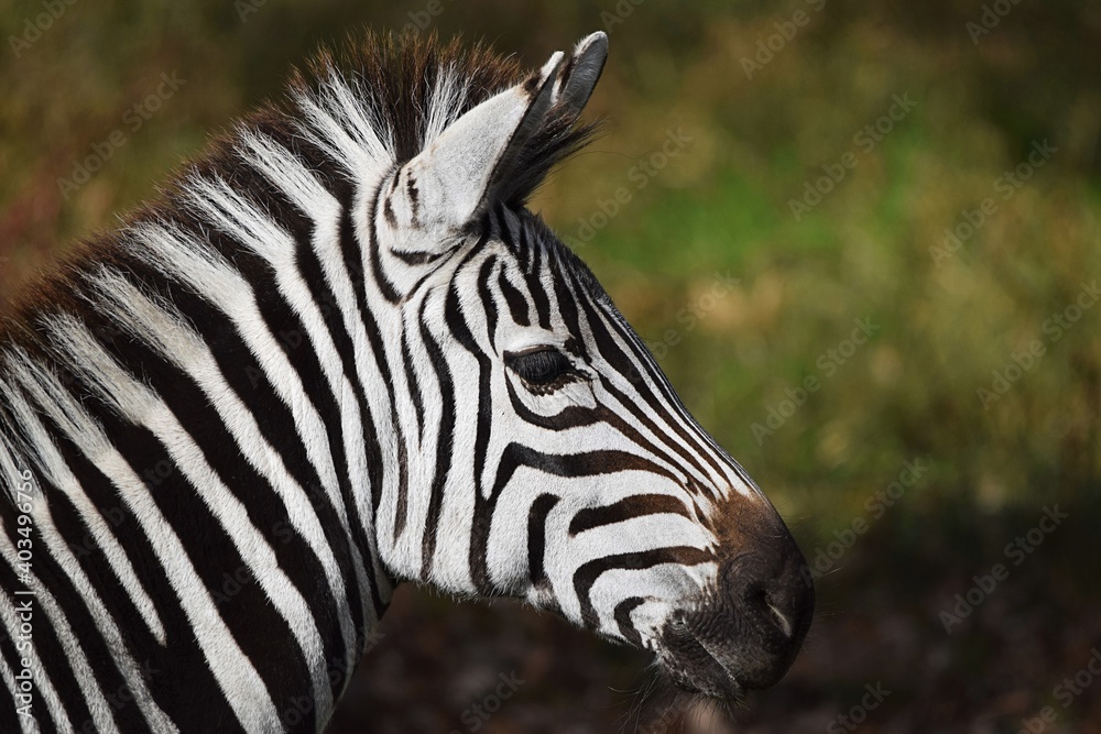 Fototapeta premium Zoo Zebra