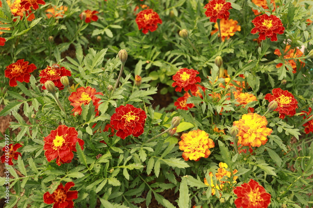 Marigolds bloom