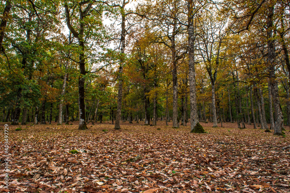 Beautiful autumn landscape with yellow trees. Colorful foliage in the park. Falling leaves natural background Beautiful autumn landscape with yellow trees. Colorful foliage in the park. Falling leaves natural background