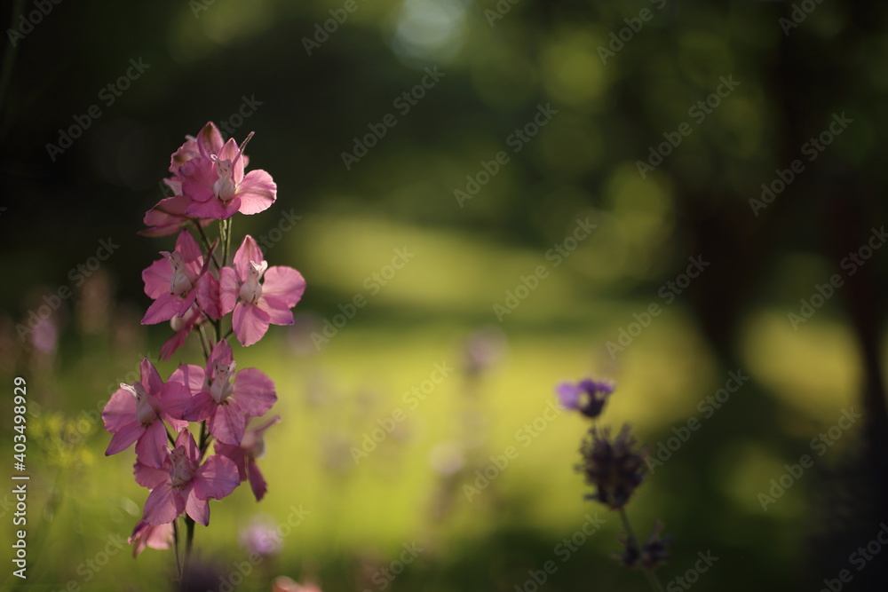 A photo of blooming pink aquilegia flowers in a garden A photo of blooming pink aquilegia flowers in a garden