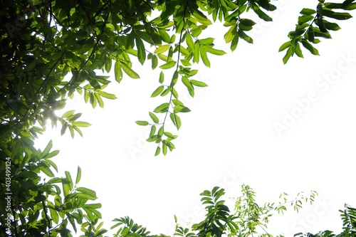 Tropical tree with leaves branches on white isolated background for green foliage backdrop and copy space 