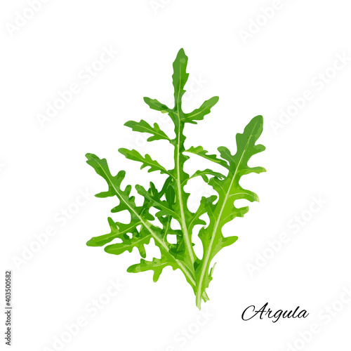 Arugula, Arugula, Ruccola Leaves, Rucola, Eruca or Roquette Salad