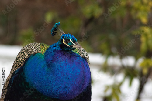 Isolated Peahen closeup snow background