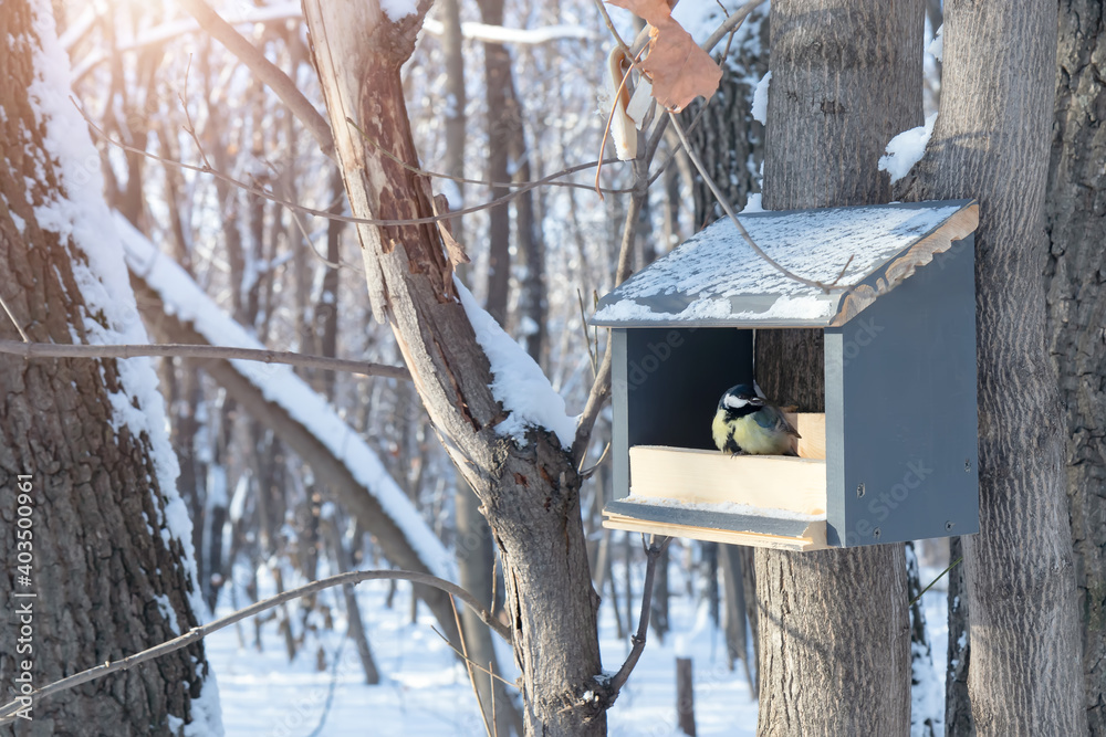 Tit and bird feeder in the winter park. Bird. Human concern for birds, the problem of bird survival in the city, the environment. Tit and bird feeder in the winter park. Bird. Human concern for birds, the problem of bird survival in the city, the environment.