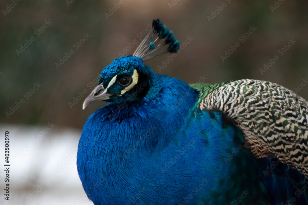 Obraz premium Isolated Peachen closeup. Snow Background 