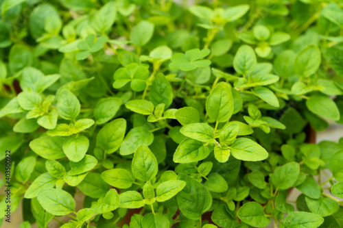 Spicy herbs marjoram, rich green close up