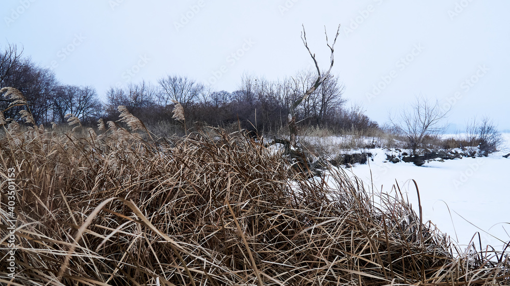Fototapeta premium A dead tree on an island in the middle of the frozen Voronezh reservoir in winter