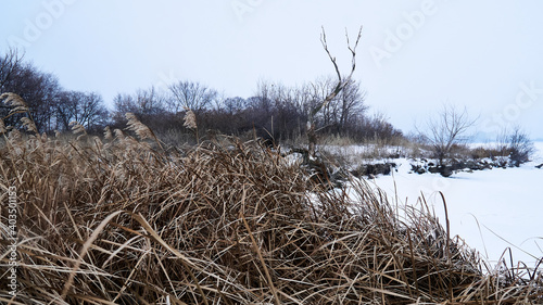 A dead tree on an island in the middle of the frozen Voronezh reservoir in winter