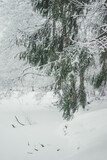 Fir and pine branches in the snow. Nature and environment