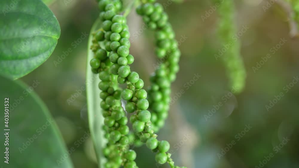 Green Pepper on the Pepper tree garden, Fresh Black pepper plant in garden. Green Pepper on the Pepper tree garden, Fresh Black pepper plant in garden.