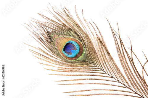 Peacock feather isolated on a white background