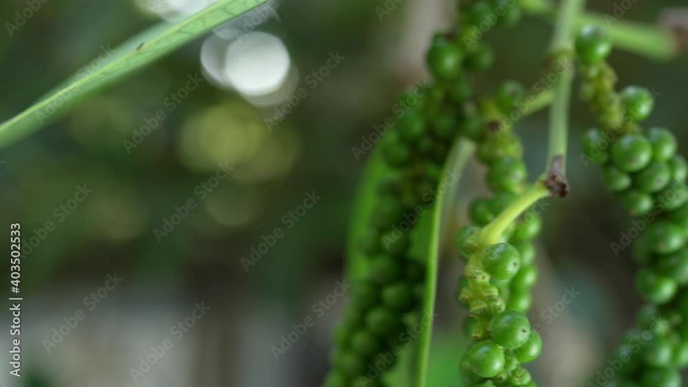Green Pepper on the Pepper tree garden, Fresh Black pepper plant in garden. Green Pepper on the Pepper tree garden, Fresh Black pepper plant in garden.