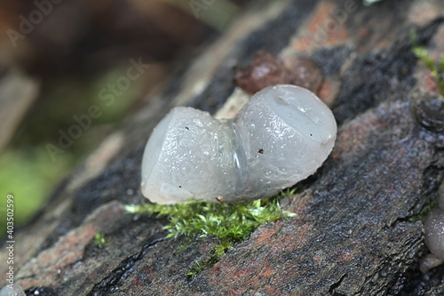 Neobulgaria pura, also called Ombrophila pura, known as Beech Jellydisc, wild fungus from Finland photo