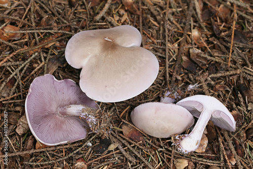 Lepista nuda, known as the Wood Blewit, wild mushroom from Finland photo