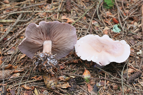Lepista nuda, known as the Wood Blewit, wild mushroom from Finland photo