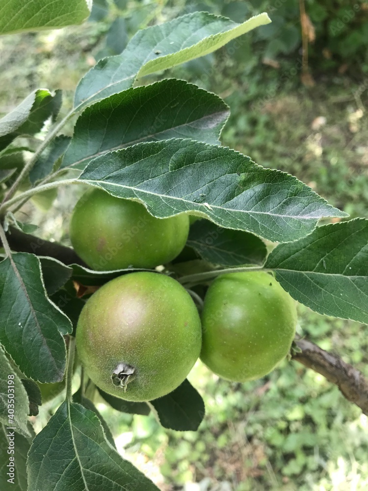 Green apples on a branch Green apples on a branch