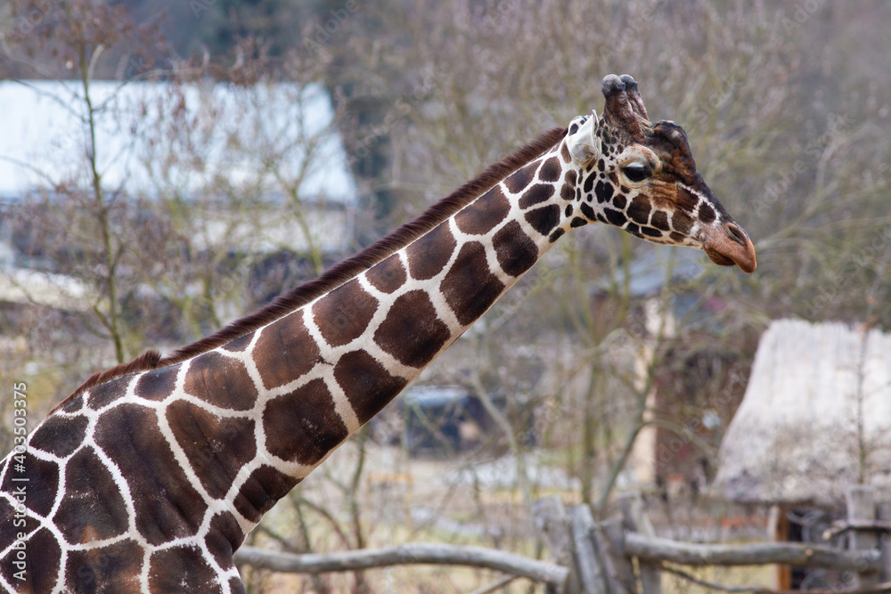 Fototapeta premium giraffe