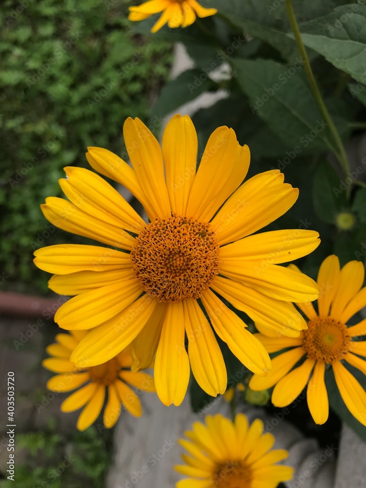 yellow flower yellow flower