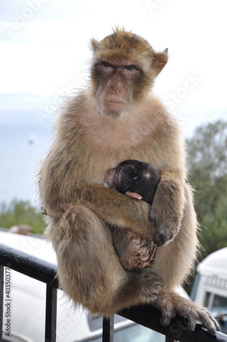 Female monkey protects baby and looking alert and strictly into camera. Mother monkey sits on fence and embracing cute sleeping ape baby with black fur head. Barbary macaque family of Gibraltar