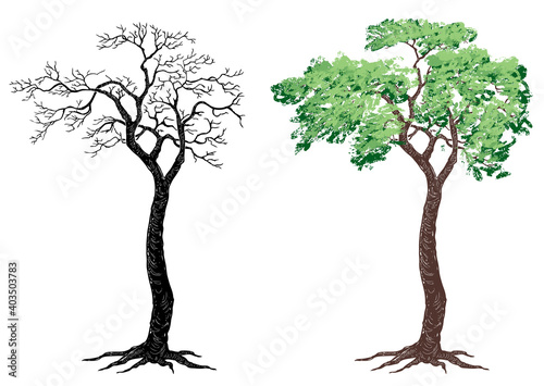 Freehand drawing of silhouette deciduous tree with roots