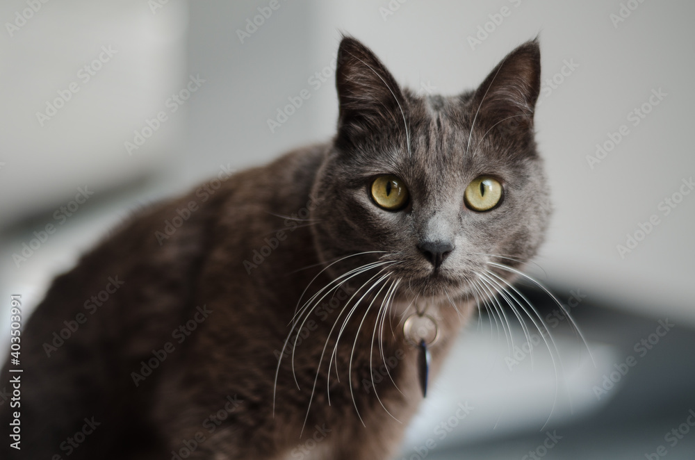 Grey and white cat looking Grey and white cat looking