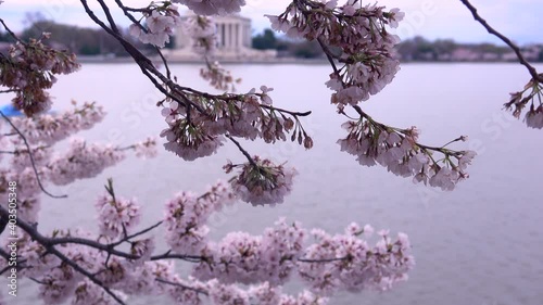 Blooming pink sakura Cherry branches in motion on the lake background. Cherry blossom festival concept. 