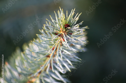 Closeup of spruce tree (Christmas tree)