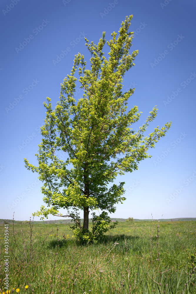 tree on green meadow tree on green meadow