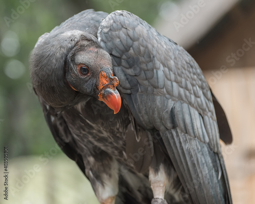 California condor, Gymnogyps californianus, a New World vulture. Birds show Trained birds