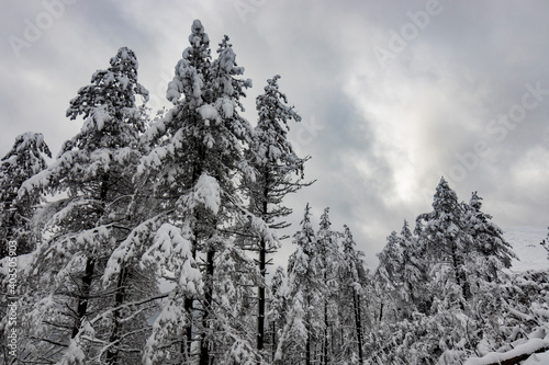 Paisajes nevados en el valle de Artikutza, zona de Bianditz
 photo