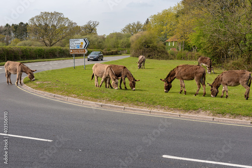 Beaulieu, Hampshire, UK - A car drives past New Forest donkeys and ponies that wander freely in the New Forest. A sight not seen anywhere else in the UK.
