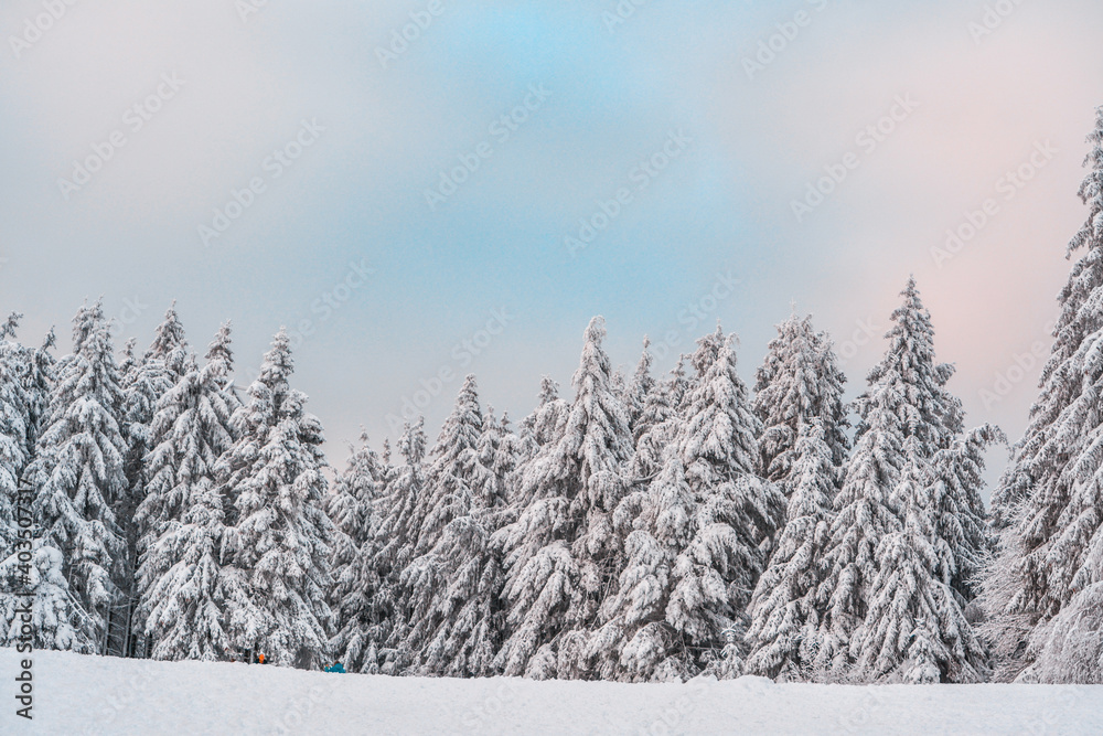 Forest after a heavy snowfall. Winter landscape Forest after a heavy snowfall. Winter landscape