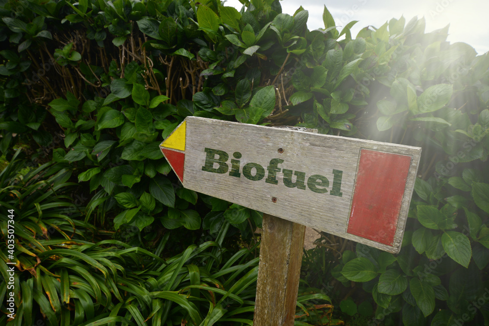 vintage old wooden signboard with text biofuel near the green plants.