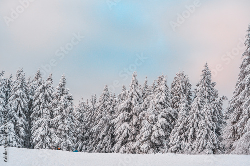 Forest after a heavy snowfall. Winter landscape © Edgar
