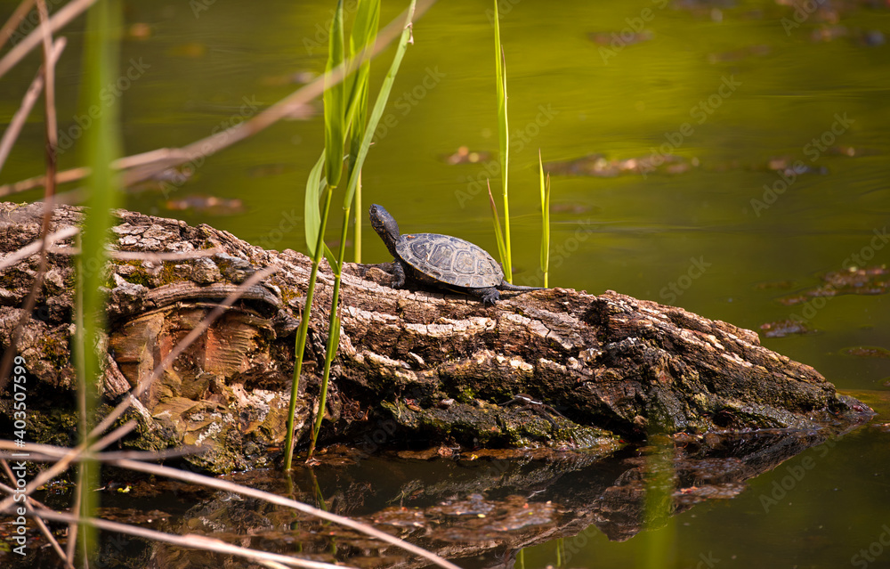 Turtle on a log on the lake. Turtle on a log on the lake.