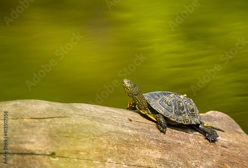 Turtle on a log on the lake.