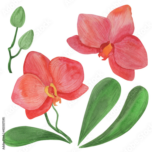 Watercolor illustration, orchid flowers, isolate on a white background