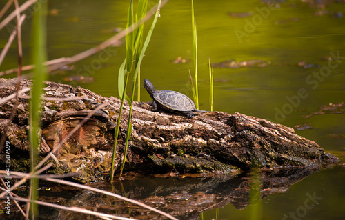 Turtle on a log on the lake.