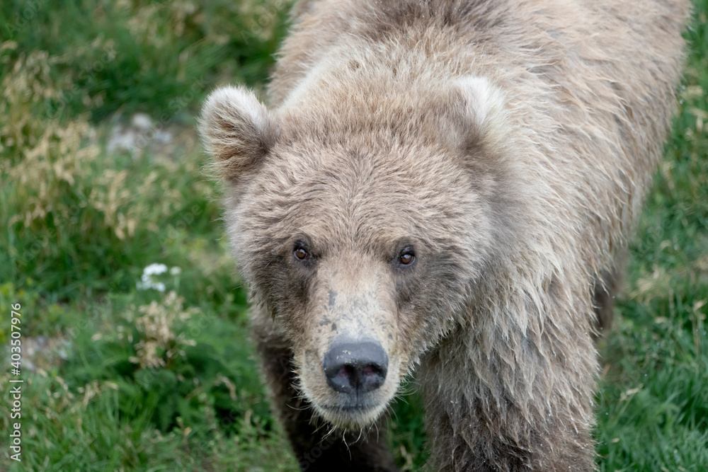 Fototapeta premium large 