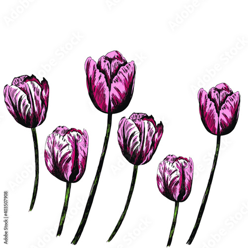  Rouse tulip flower graphic. Set of line drawing tulips, Bouquet Doodle. For posters, textilesVector Illustration. Realistic , for cards, posters, postcard design, logo, for printed matter.