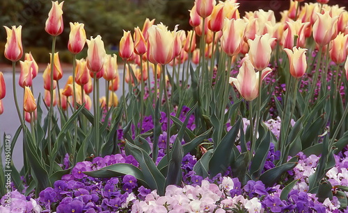 Spring Flower Garden, Tulips and Purple Pansies