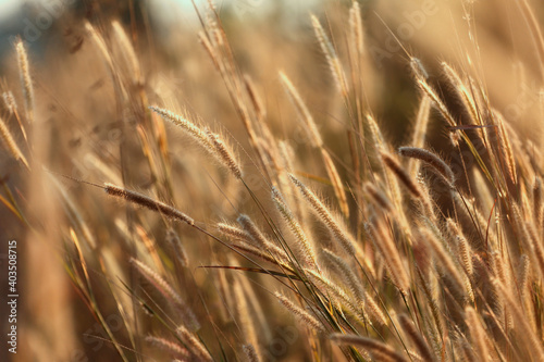 Grass flowers in blooming with light of the evening sun.