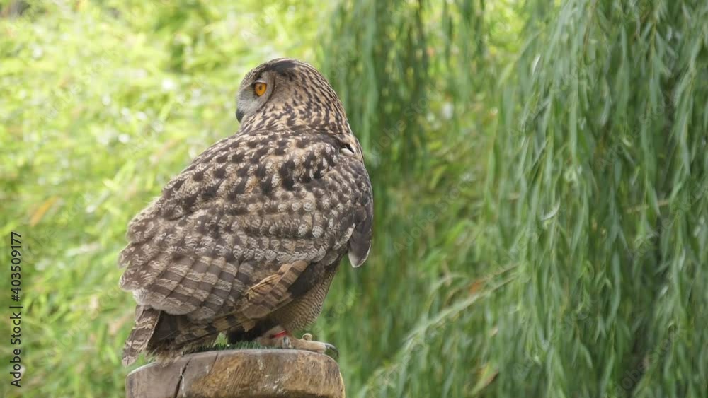 brown owl in nature slow motion