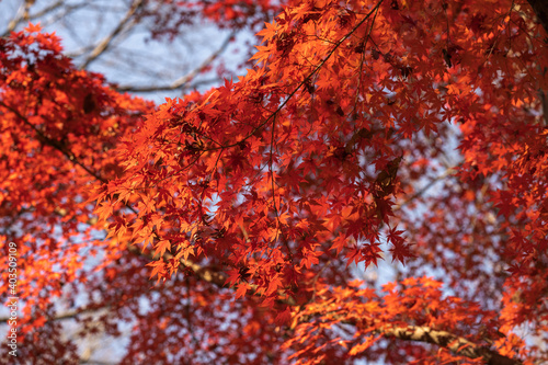 秋　紅葉 © NiD